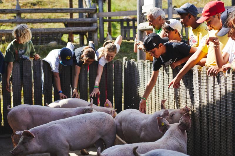 Nel campo estivo di inglese in Italia i ragazzi si sporgono da una staccionata per accarezzare i maialini