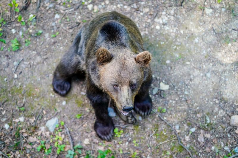 Durante il campo estivo Trentino Alto Adige ecco un piccolo orso che siede nel bosco