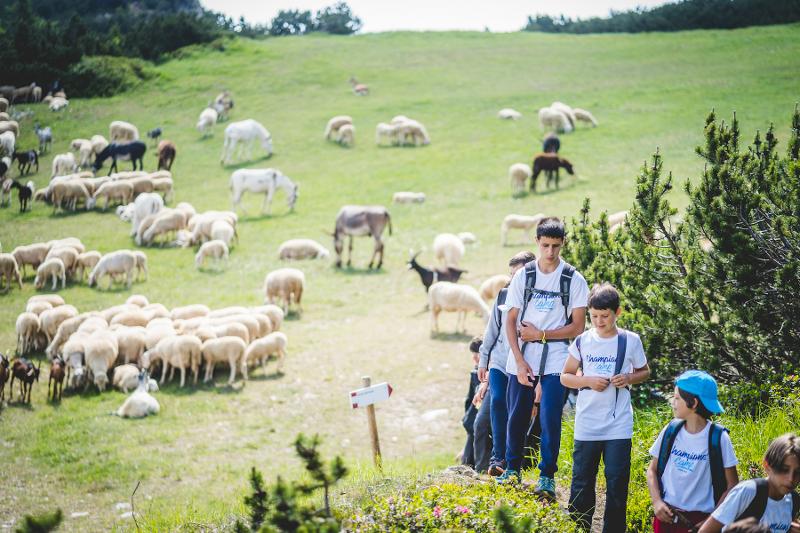 Alcuni ragazzi al campo estivo arrampicata visitano un prato verde dove ci sono degli animali che pascolano