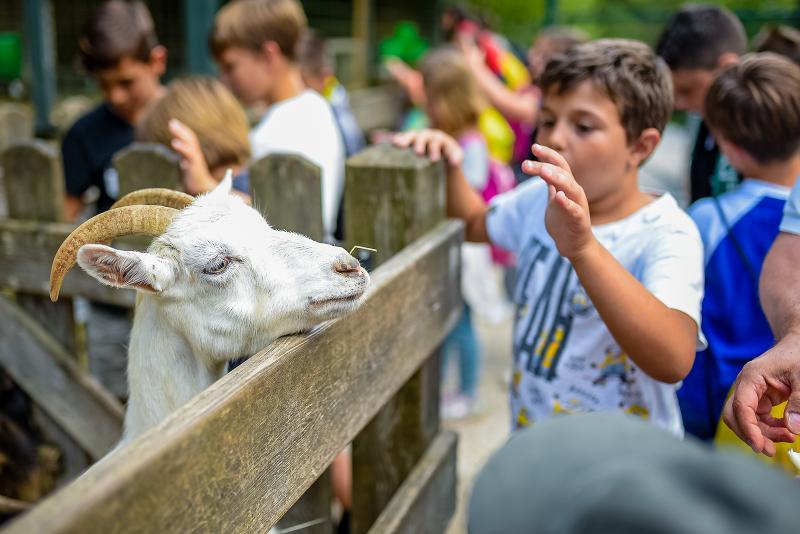 Conosci più da vicino ciò che la natura offre nei campi estivi natura Durante i campi estivi naturalistici, un bambino si avvicina alla staccionata dove una capretta si sporge