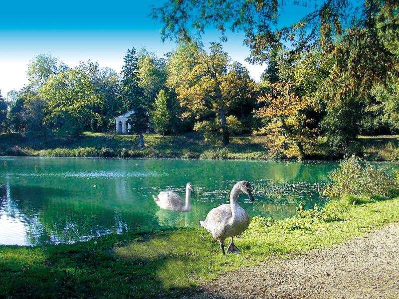 Al soggiorno linguistico c'è un paesaggio con un lago e delle papere