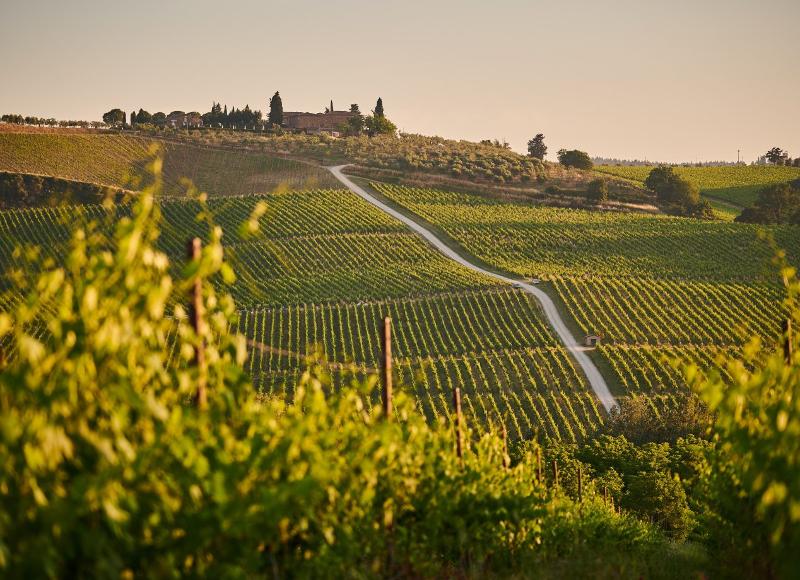 Al campo estivo internazionale surf Vieux Boucau si possono visitare dei magnifici vigneti