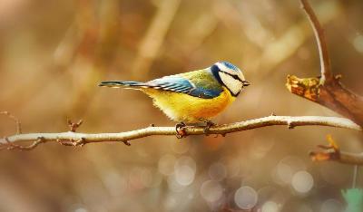 Vacanze Early Bird 2025