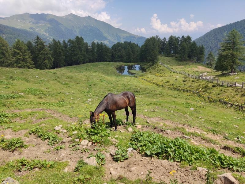 Campo estivo equitazione e natura