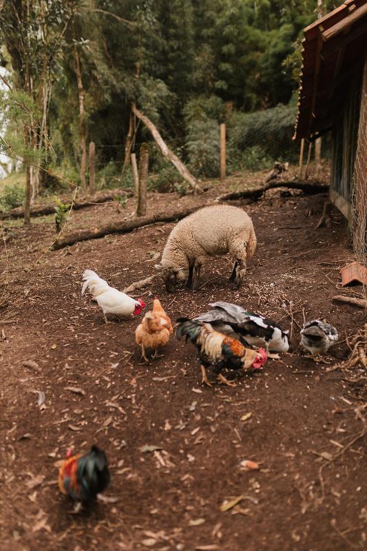 Perché scegliere un campo estivo in fattoria?